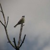 Thick-billed Kingbird