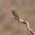 Black-throated Sparrow