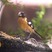 Black-headed Grosbeak