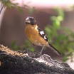 Black-headed Grosbeak