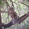 Spotted Owl