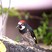 Acorn Woodpecker