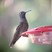 Blue-throated Hummingbird