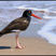American Oystercatcher