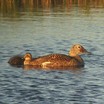 Spectacled Eider