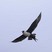 Pomarine Jaeger