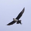 Pomarine Jaeger