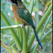 Blue-crowned Motmot