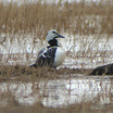 Steller's Eider