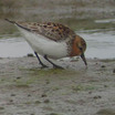 Red-necked Stint