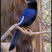 Purplish-backed Jay Purplish-backed Jay