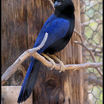 Purplish-backed Jay