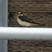 Cliff Swallow