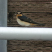 Cliff Swallow