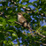 Black-billed Cuckoo