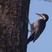 Black-backed Woodpecker