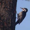 Black-backed Woodpecker