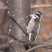 American Three-toed Woodpecker