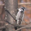 American Three-toed Woodpecker
