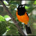 Venezuelan Troupial
