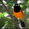 Venezuelan Troupial