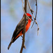 Vermilion Flycatcher
