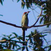 Russet-crowned Motmot
