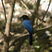 San Blas Jay San Blas Jay