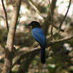 San Blas Jay
