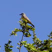 Couch's Kingbird