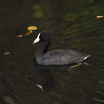 Caribbean Coot