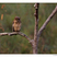 Brown Fish-Owl