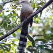 Puerto Rican Lizard-Cuckoo
