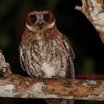 Puerto Rican Screech-Owl
