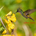 Antillean Crested Hummingbird