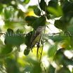 Puerto Rican Vireo