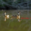 White-cheeked Pintail