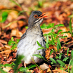 Red-legged Thrush