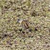 Yellow-breasted Crake