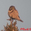 Northern Hawk Owl