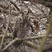 Northern Long-eared Owl