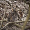 Northern Long-eared Owl