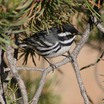 Black-throated Gray Warbler