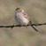 Brewer's Sparrow