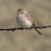 Brewer's Sparrow