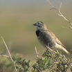 McCown's Longspur