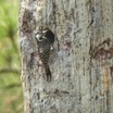 Red-cockaded Woodpecker