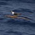 Bridled Tern