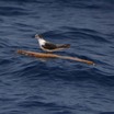 Bridled Tern