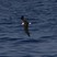 Black-capped Petrel